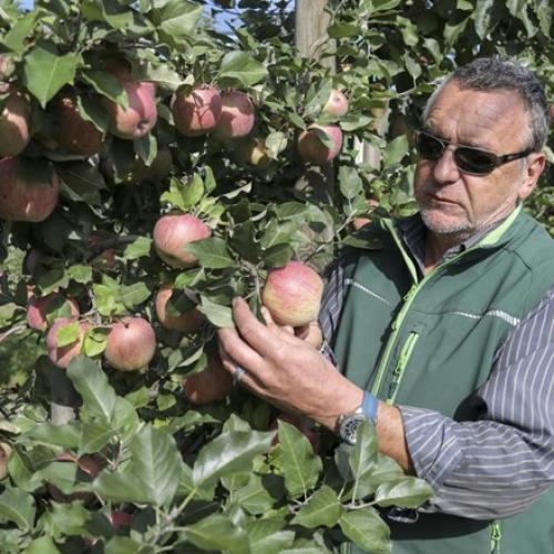 Še vedno je med ljudmi zakoreninjen rek, da jabolko na dan odžene zdravnika stran. Številni strokovnjaki temu pritrjujejo, saj naj bi bilo redno uživanje jabolk povezano z zmanjšanim tveganjem za razvoj številnih bolezni, tudi sladkorne bolezni in rakov.