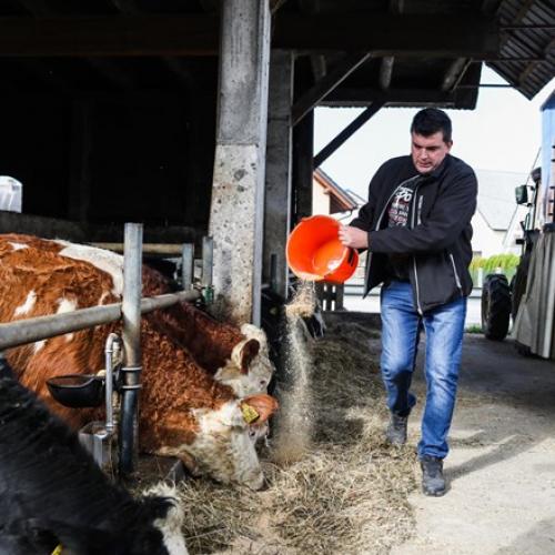 Da se kupci vedno bolj zavedajo pomena lokalne in kakovostne hrane, se strinjajo tudi rejci perutnine in govedi. Eva Branc je v prispevku za Dnevnik obiskala kmetijo Sajevič. 